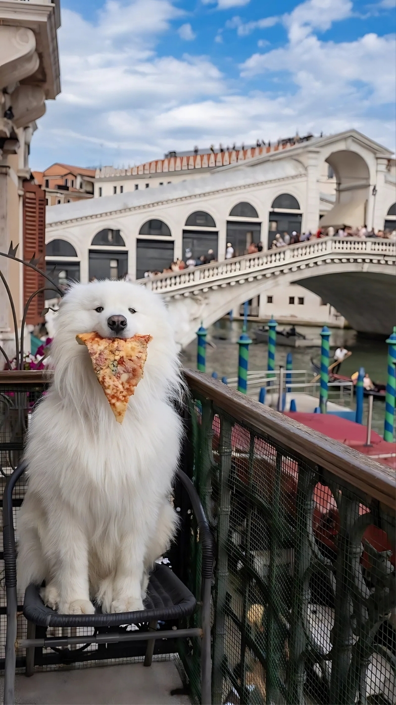 ảnh nền con chó siêu hài hước