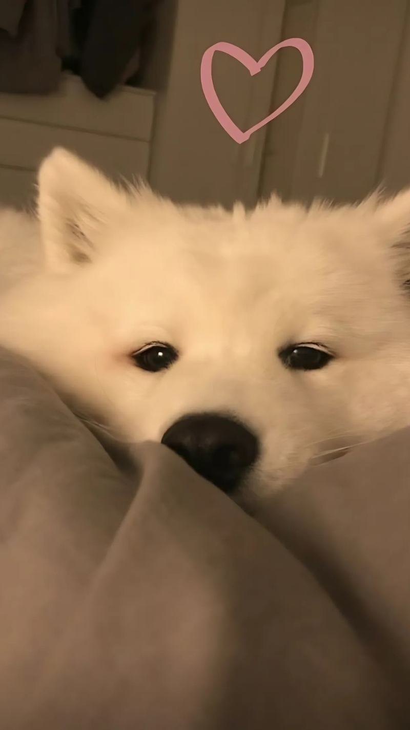 ảnh nền con chó hài hước cute