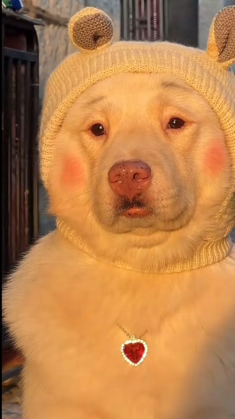 ảnh nền con chó hài hước gây cười vui