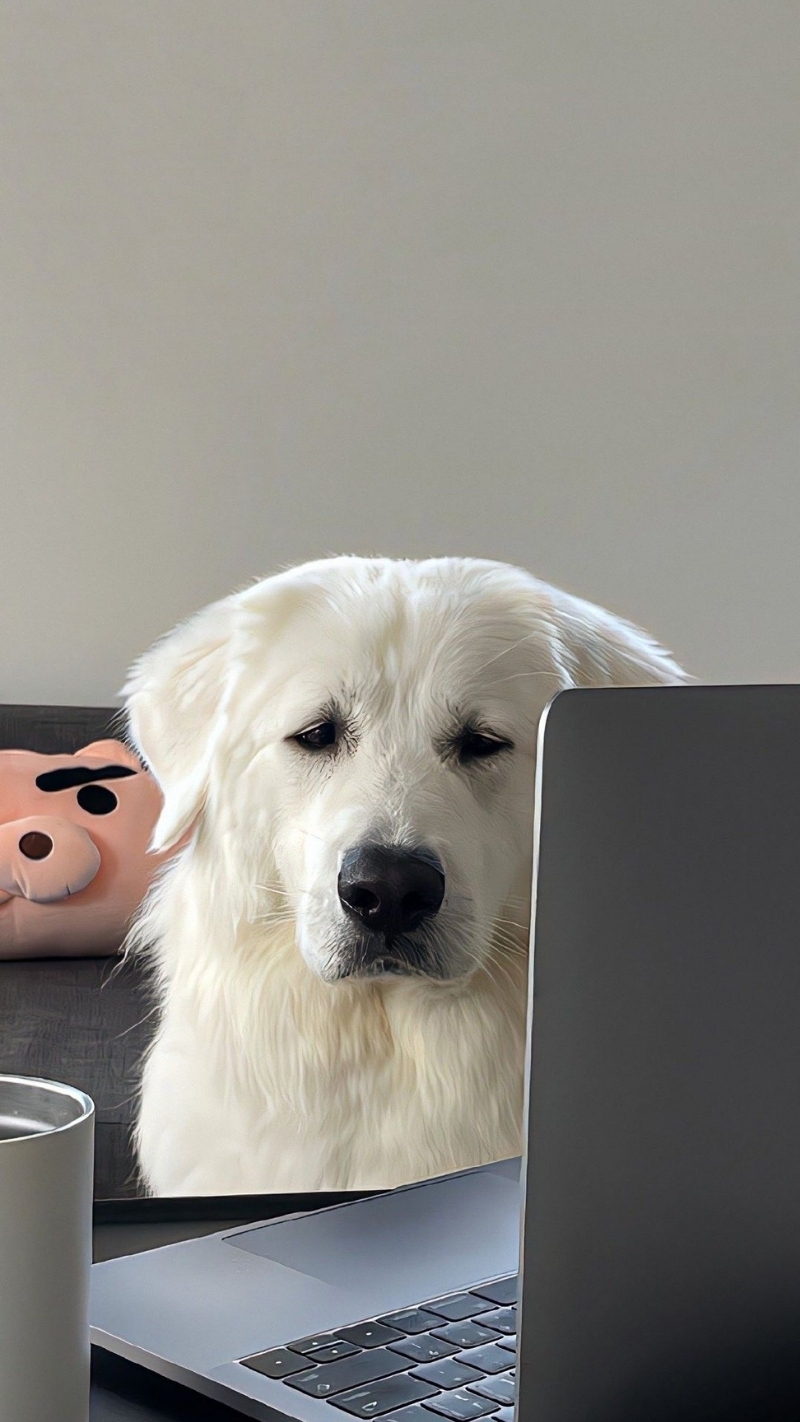 ảnh nền con chó dễ thương đáng yêu