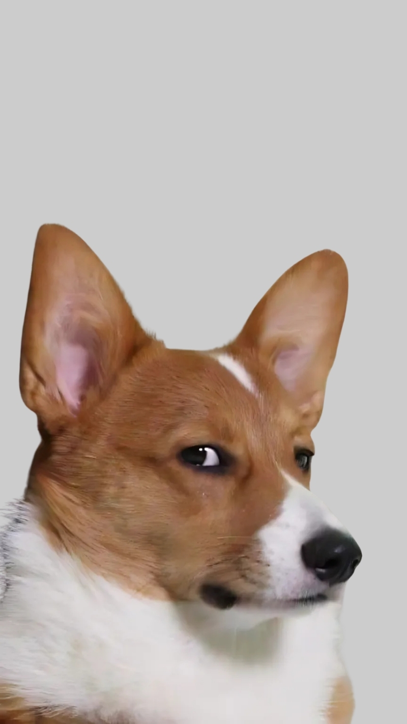 ảnh nền con chó hài hước meme