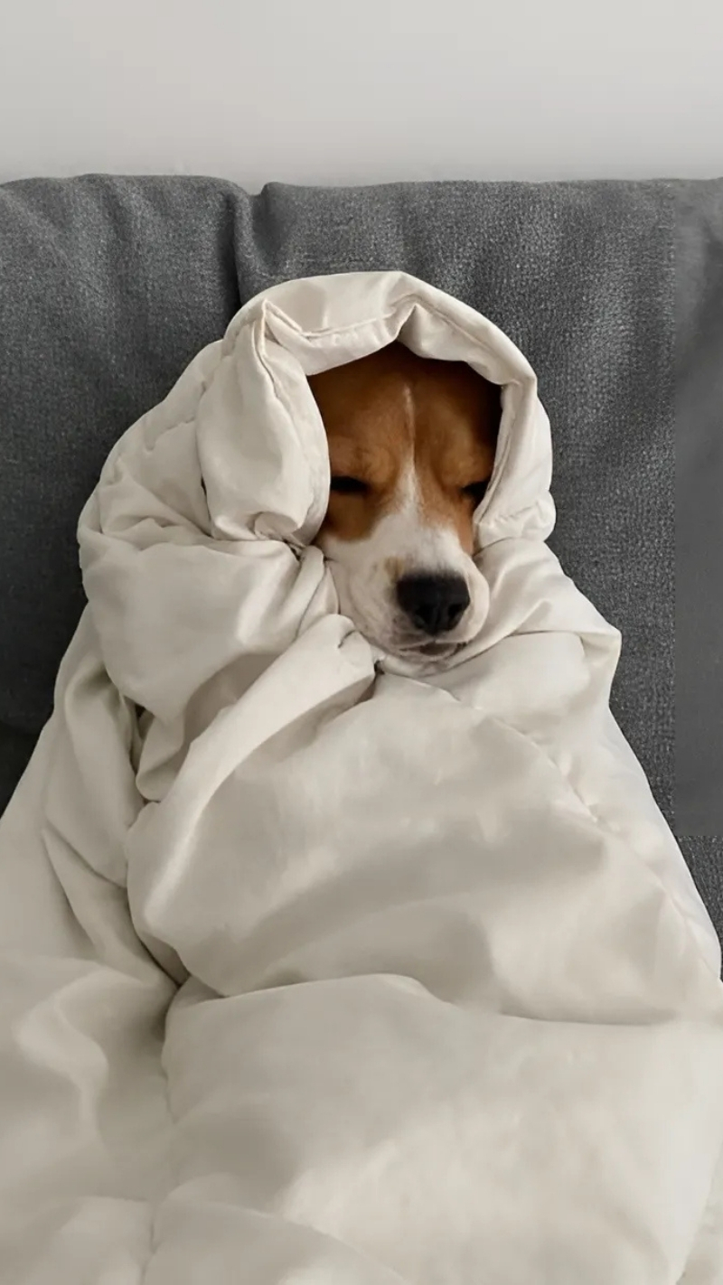 ảnh nền con chó hài hước cười haha