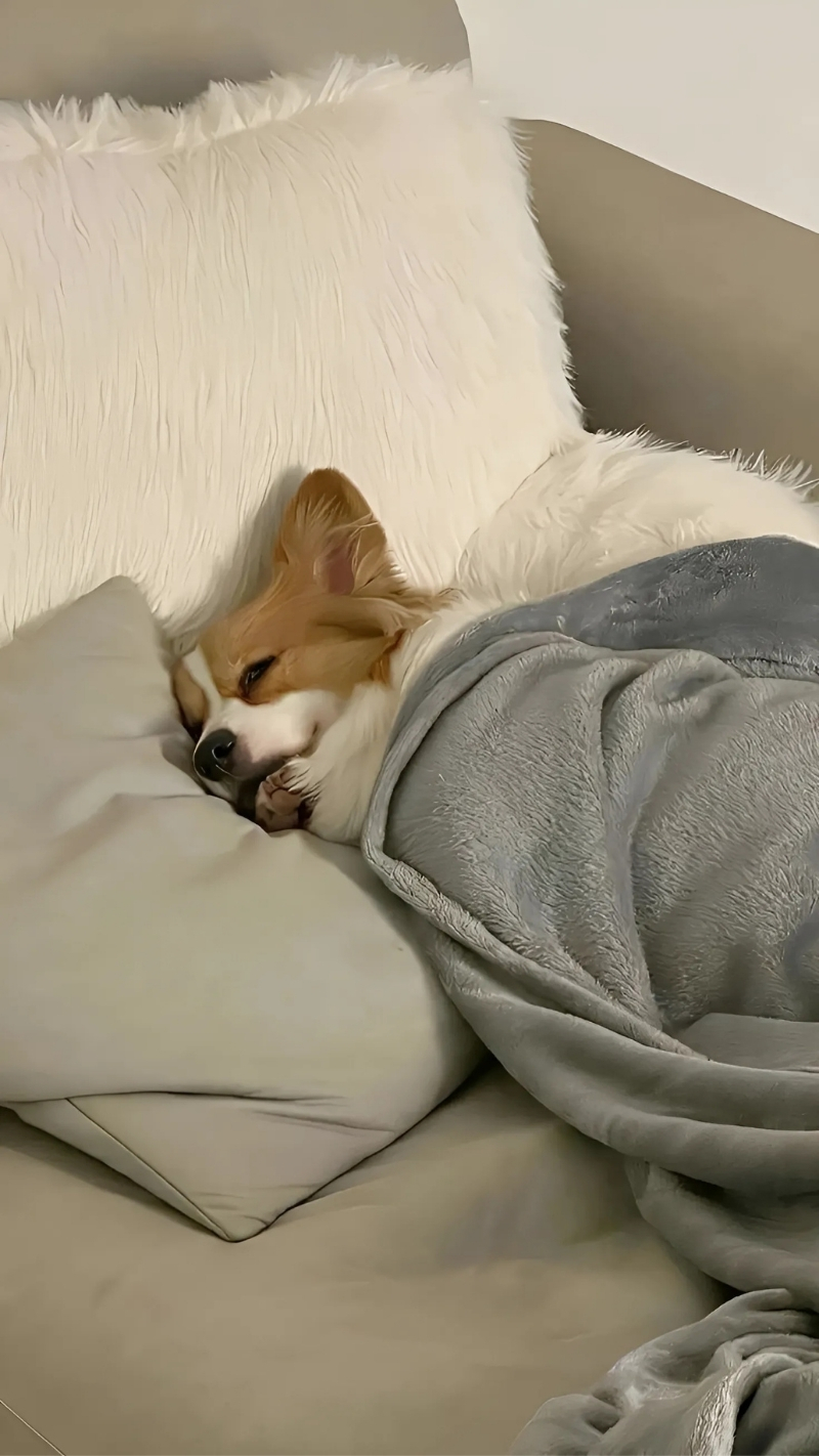 ảnh nền con chó hài hước tương tác