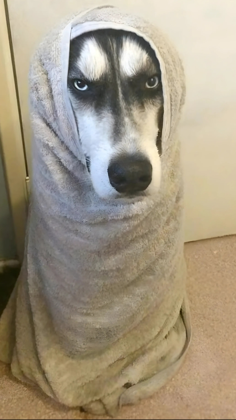 ảnh nền con chó hài hước vui vẻ