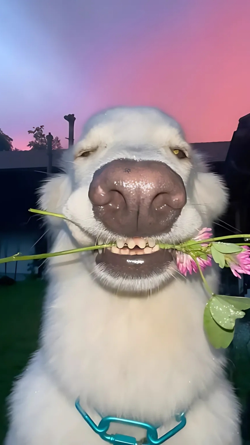 ảnh nền con chó hài hước học hỏi