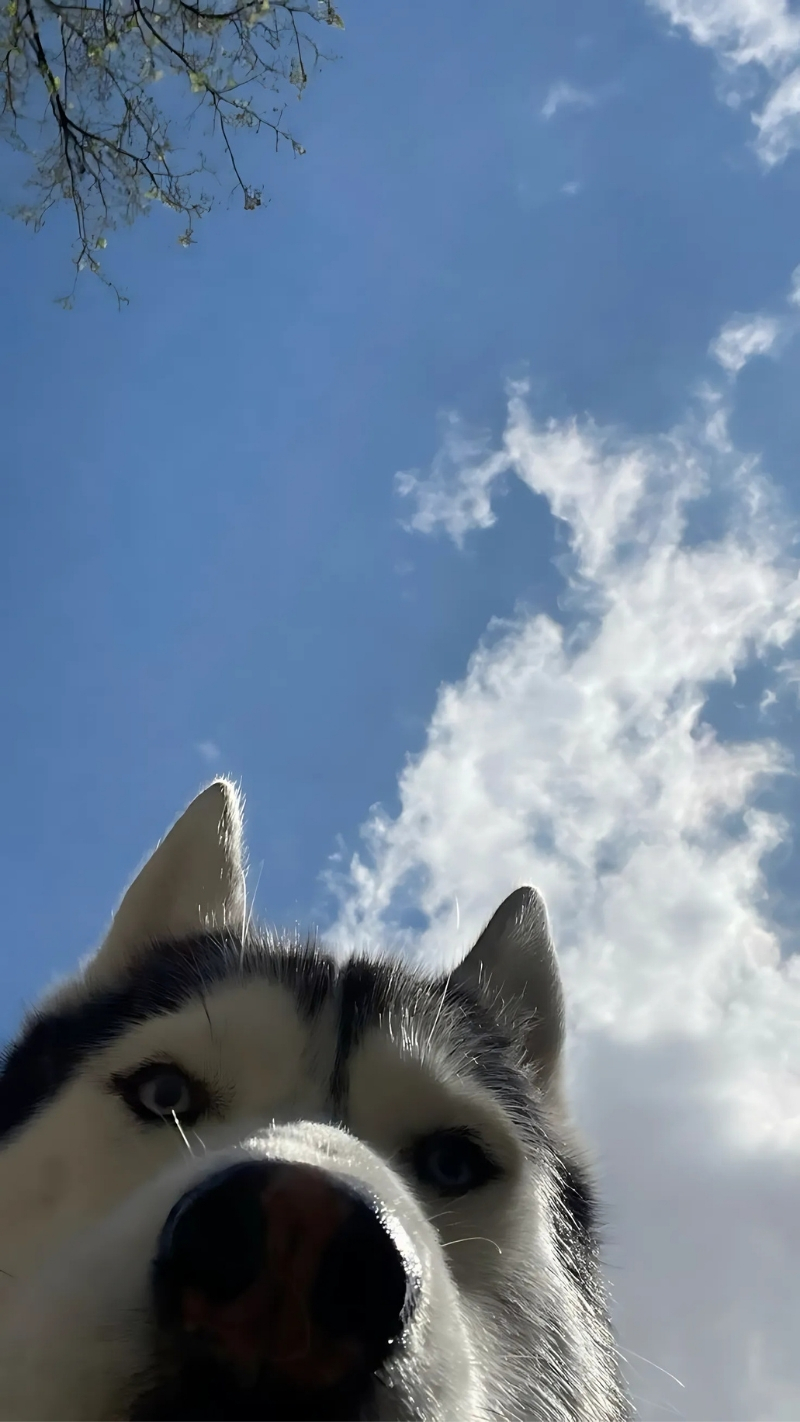 ảnh nền con chó hài hước gây cười