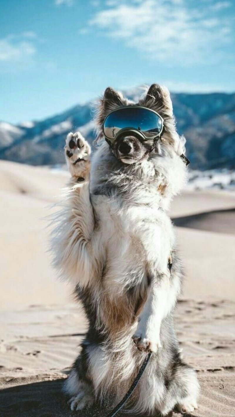 ảnh nền con chó ngầu ngộ nghĩnh