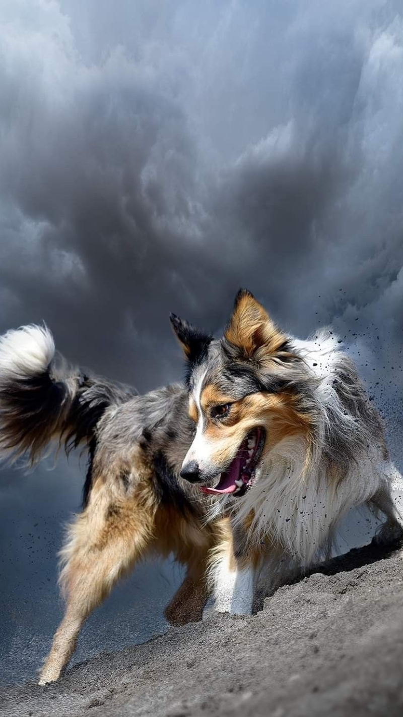 ảnh nền con chó ngầu hài hước