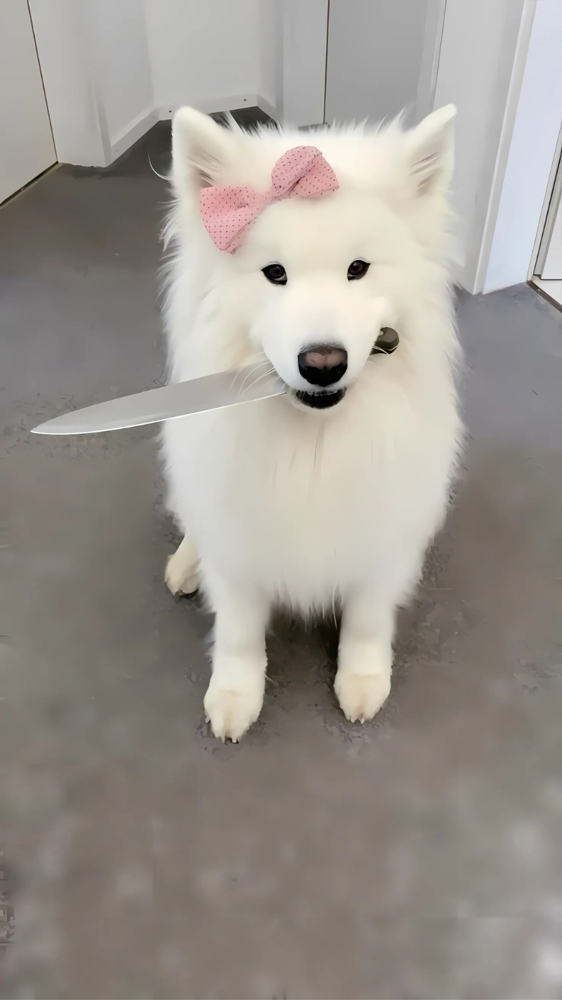 ảnh nền con chó ngầu hoàng đại