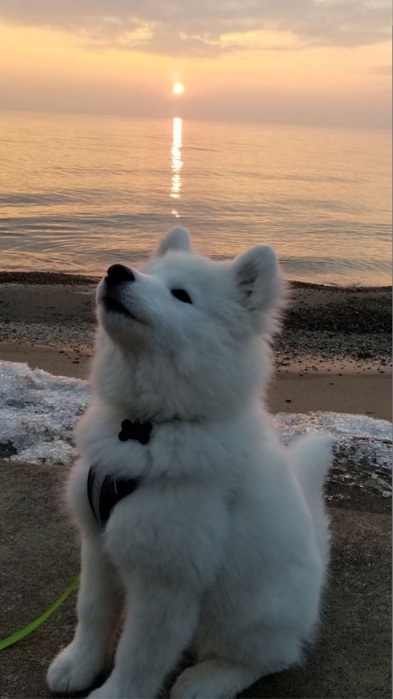 ảnh nền con chó ngầu ngôi sao