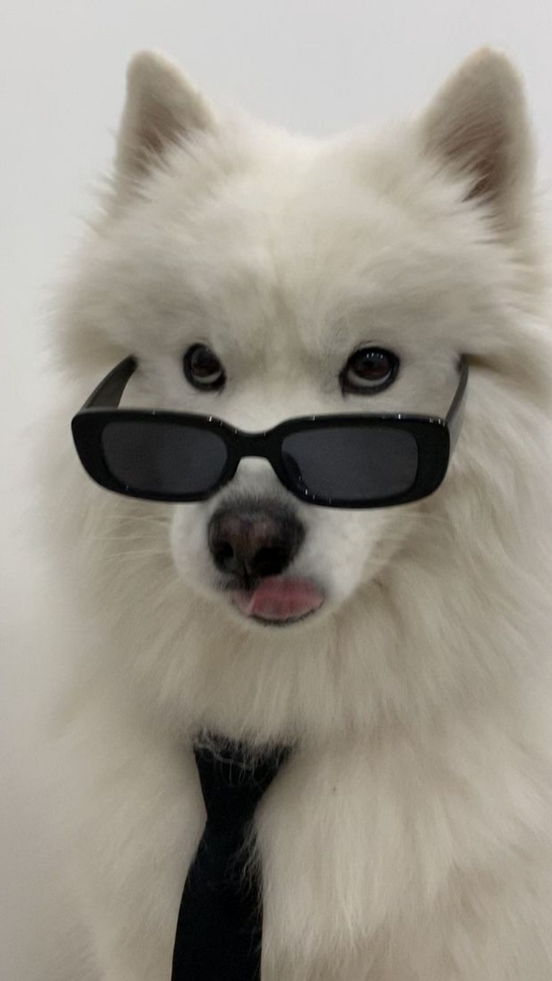 ảnh nền con chó ngầu năng động