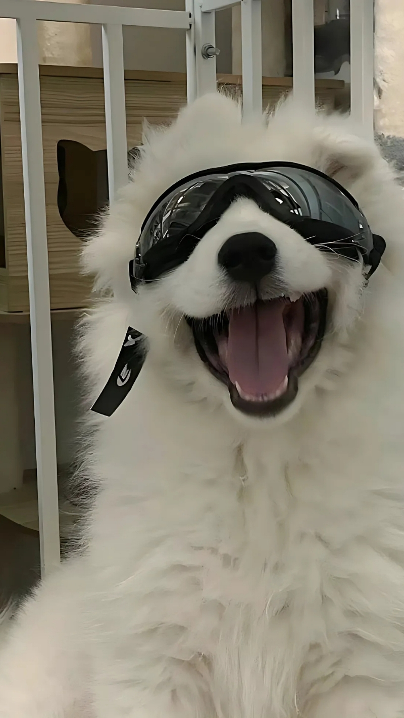 ảnh nền con chó ngầu độc lạ