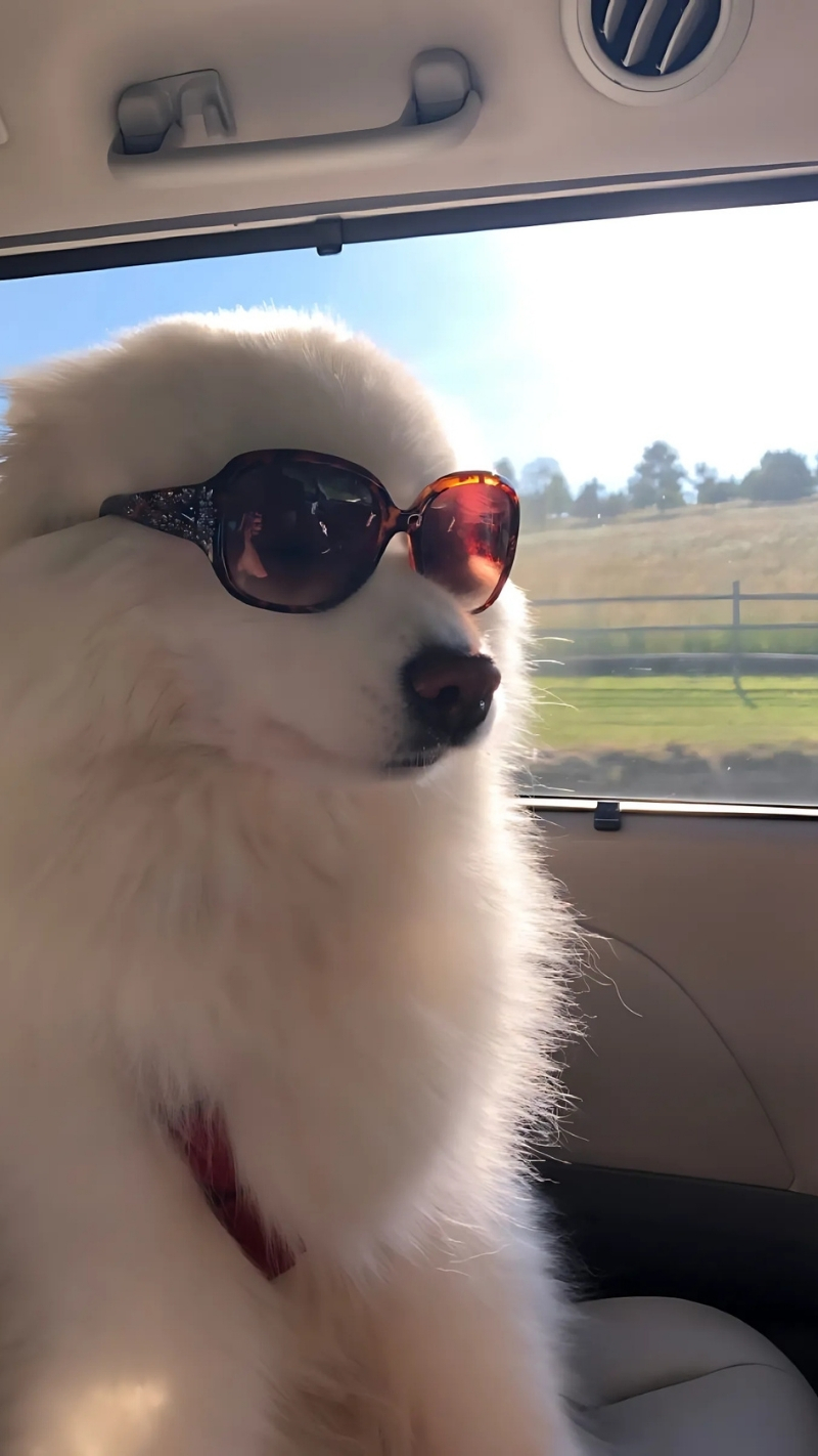 ảnh nền con chó ngầu kiểu cách