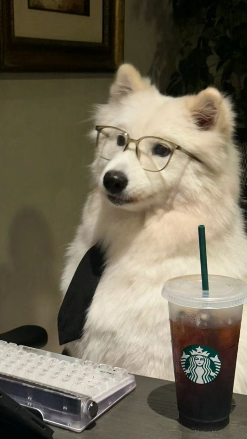 ảnh nền con chó ngầu fashion