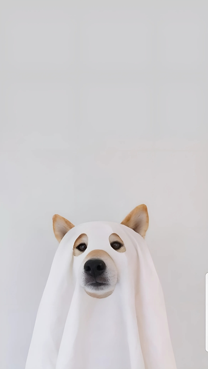 ảnh nền con chó dễ thương thú vị