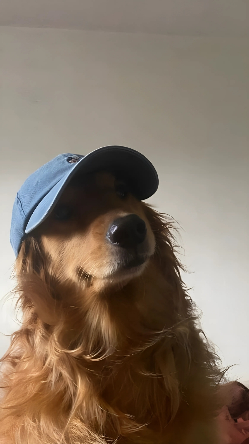 ảnh nền con chó dễ thương dễ thương