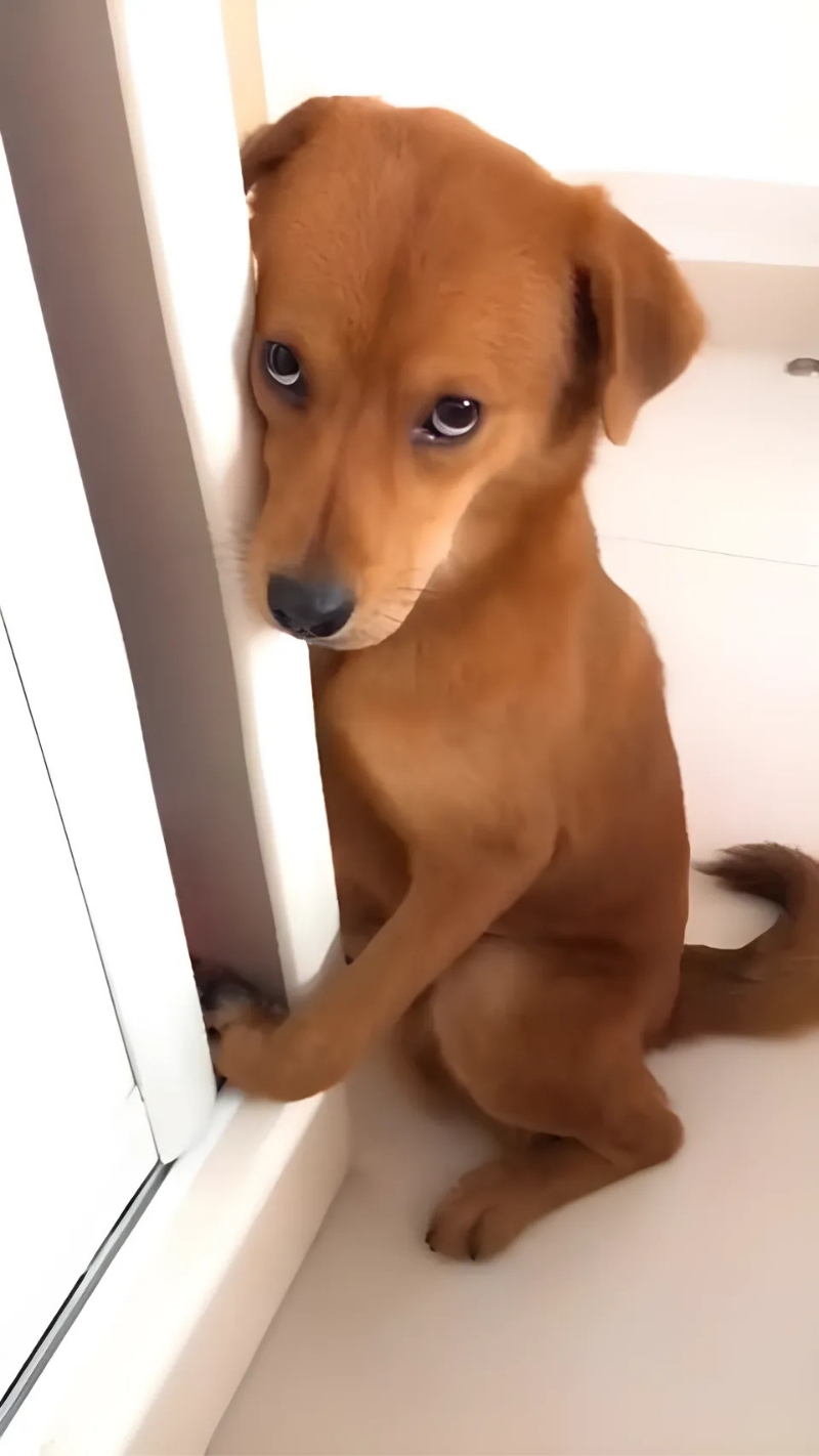 ảnh nền con chó meme siêu ngáo ngơ