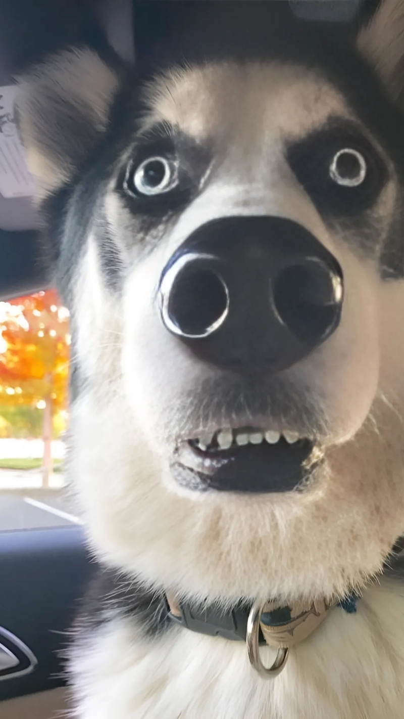 ảnh nền con chó meme cười bò