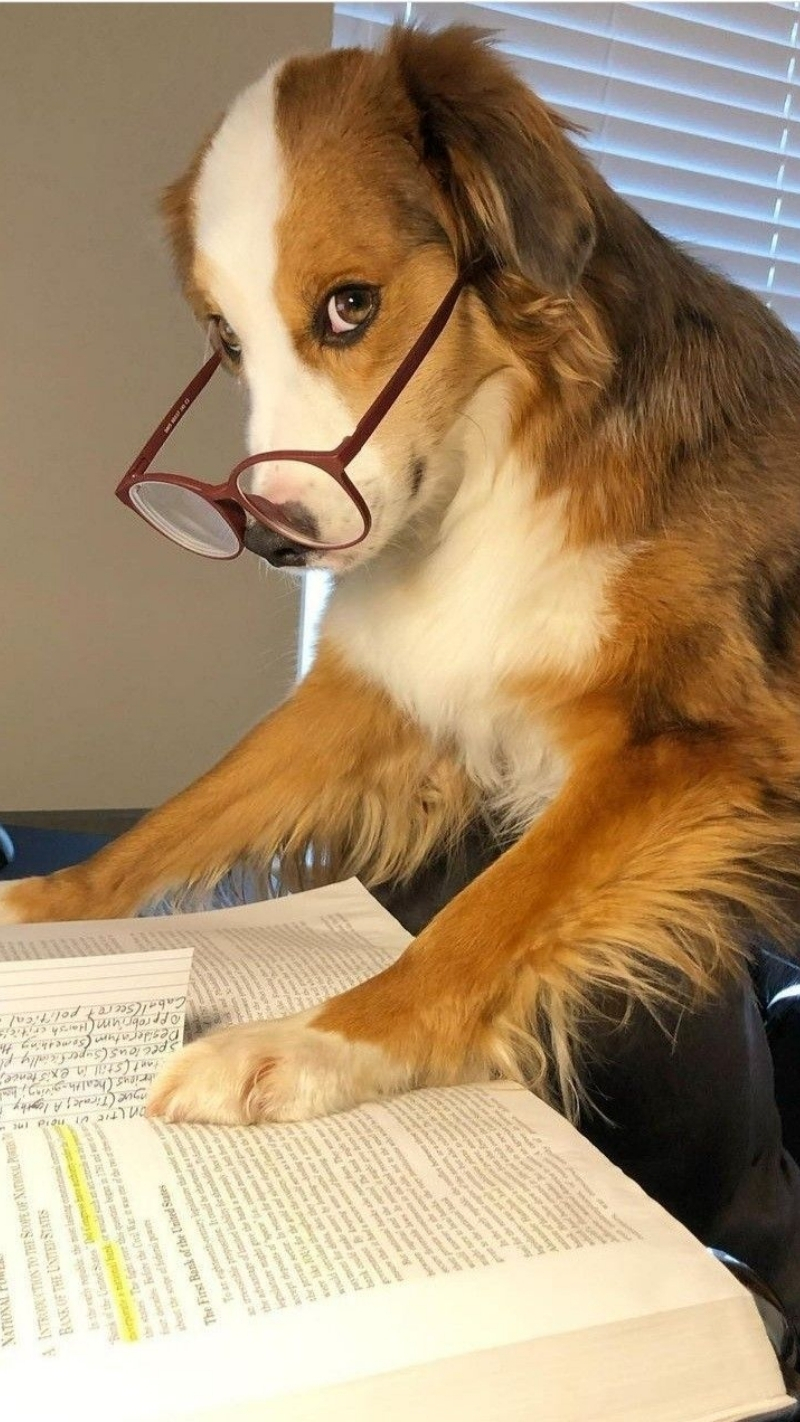 ảnh nền con chó dễ thương màu sắc