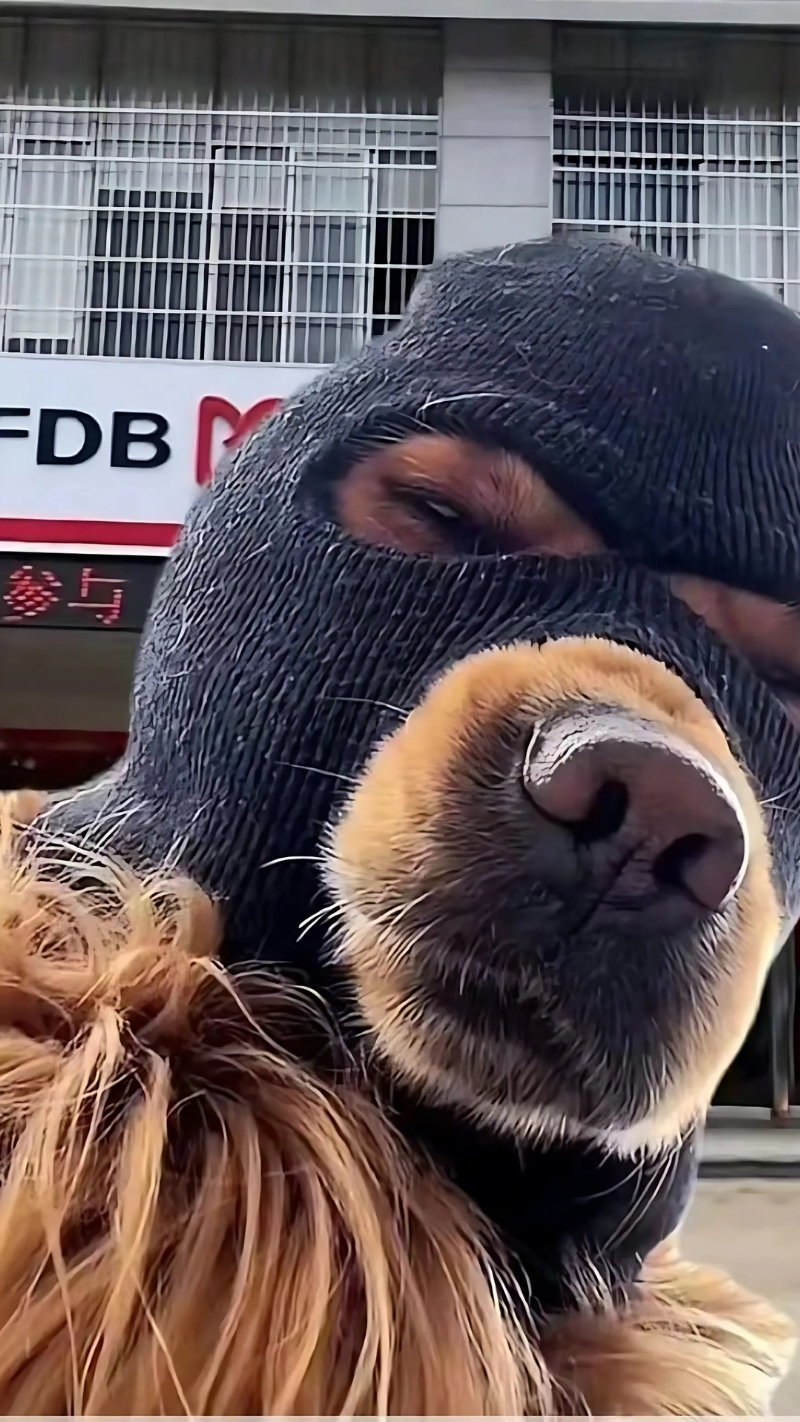 ảnh nền con chó meme yêu thích