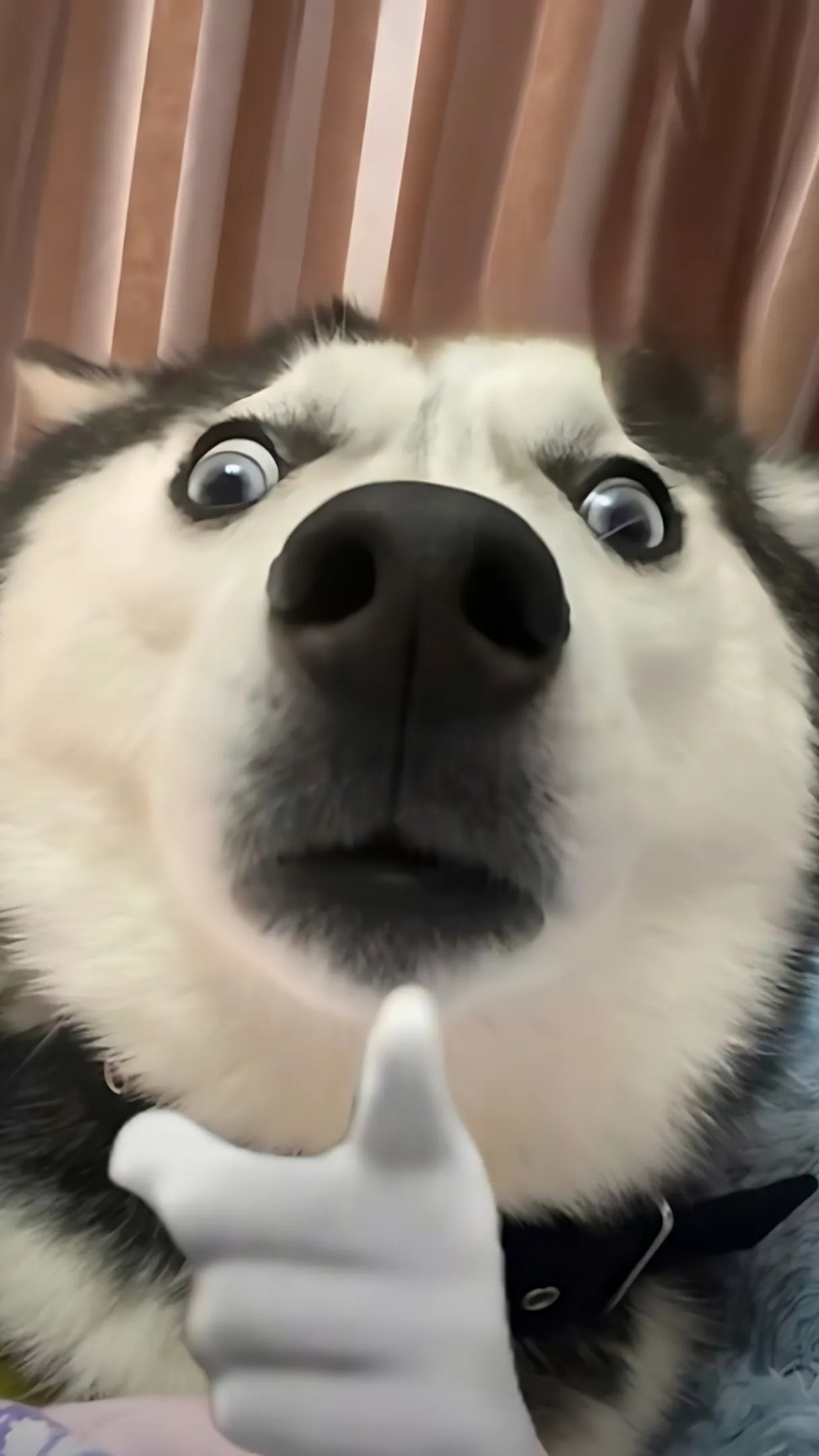 ảnh nền con chó meme điện ảnh