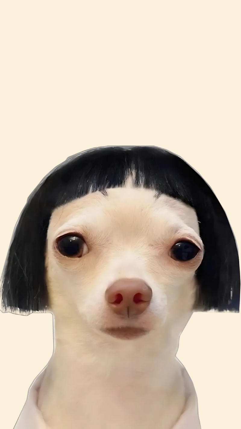 ảnh nền con chó meme cực cool