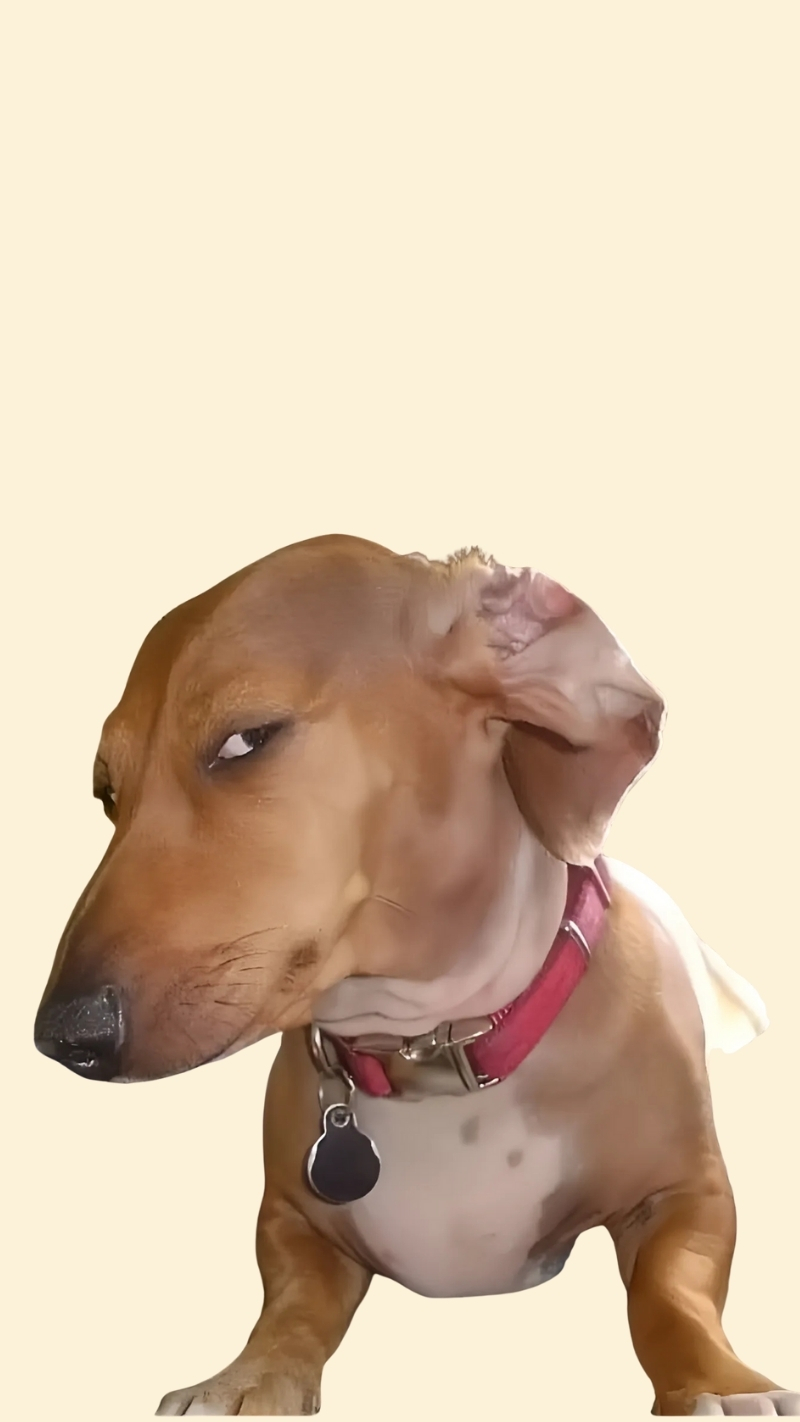 ảnh nền con chó meme câu chuyện