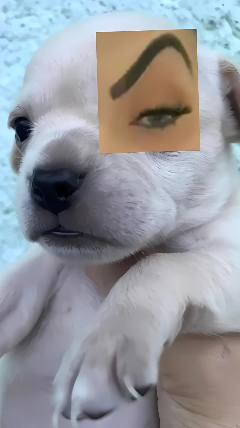 ảnh nền con chó meme trending