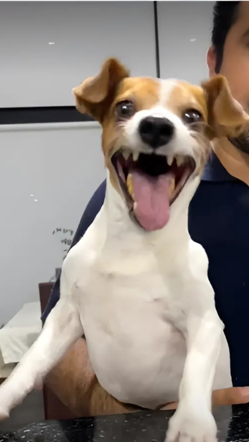 ảnh nền con chó meme siêu hài