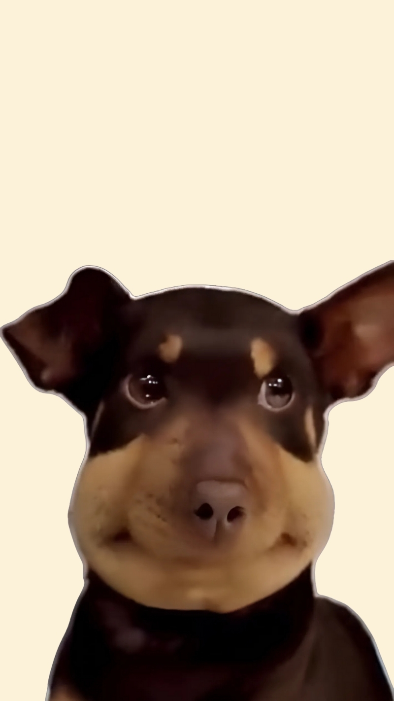 ảnh nền con chó meme hài hước