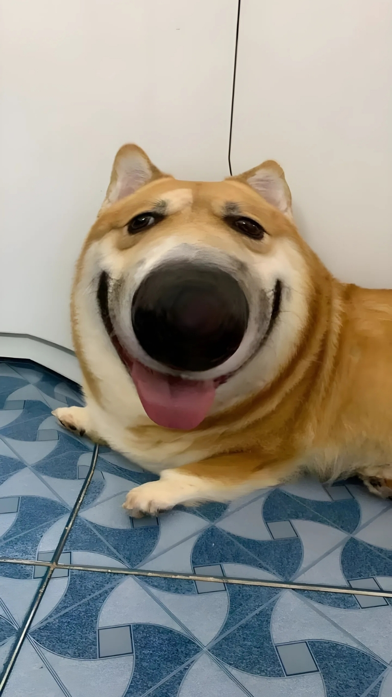 ảnh nền con chó meme hài