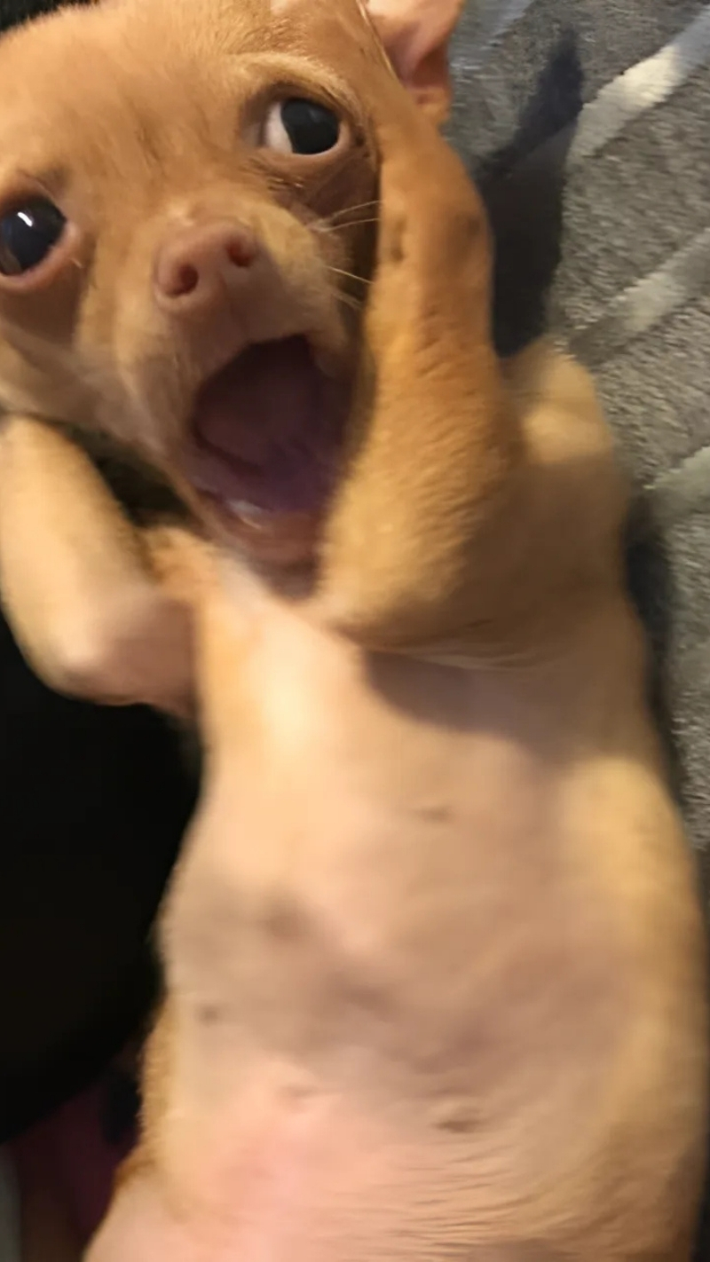 ảnh nền con chó meme gây cười