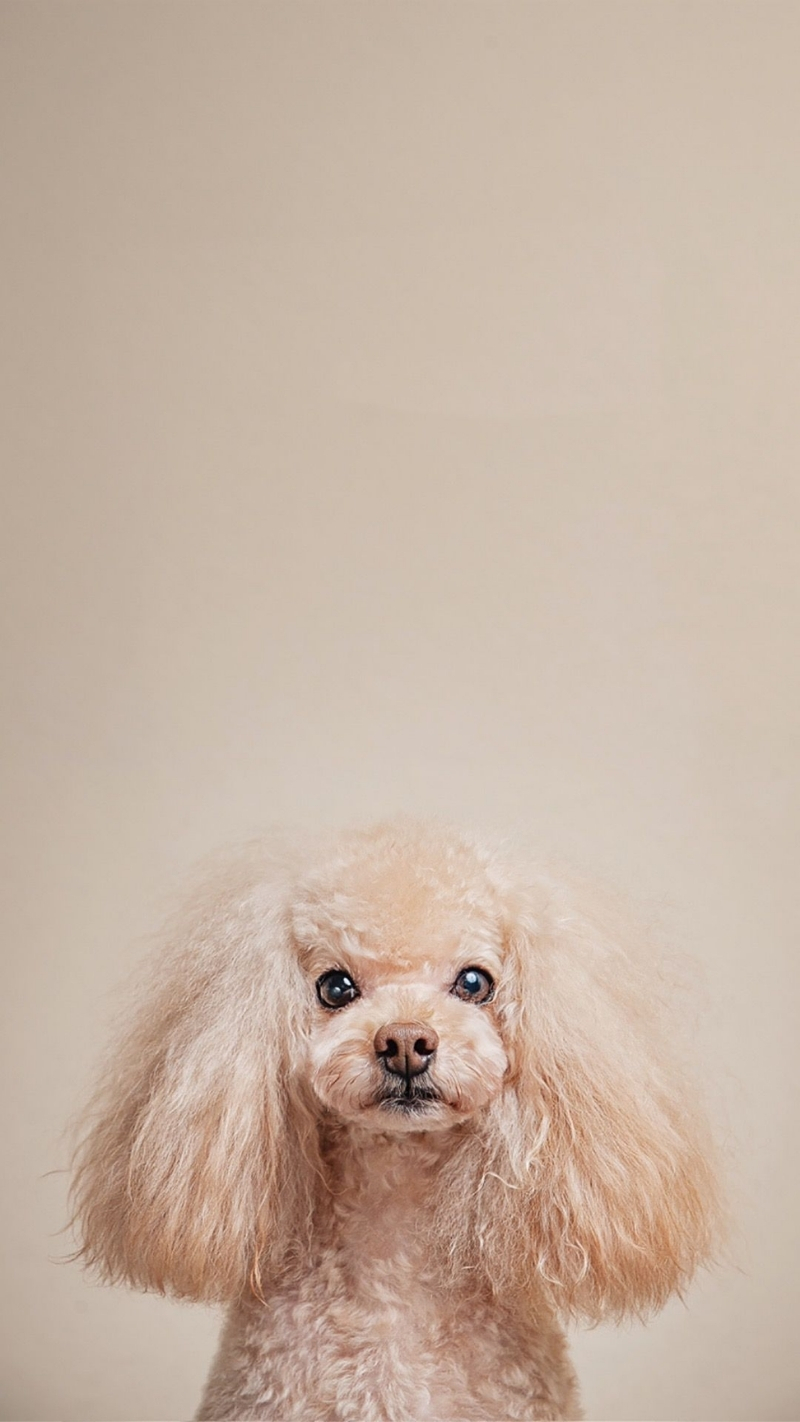 ảnh nền con chó vô tri cực hot