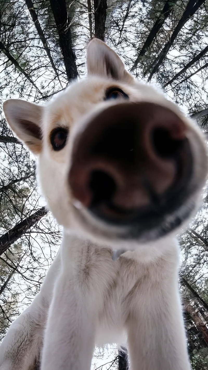 ảnh nền con chó vô tri trending