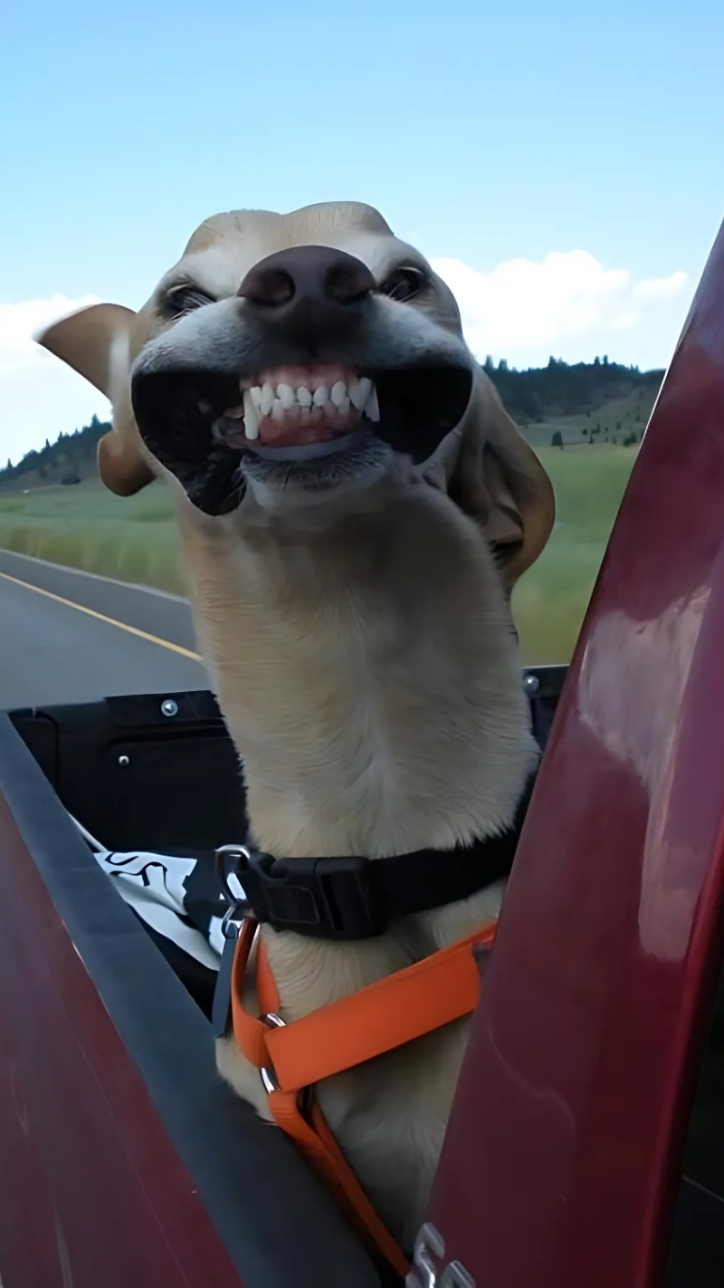 ảnh nền con chó vô tri ngáo ngơ