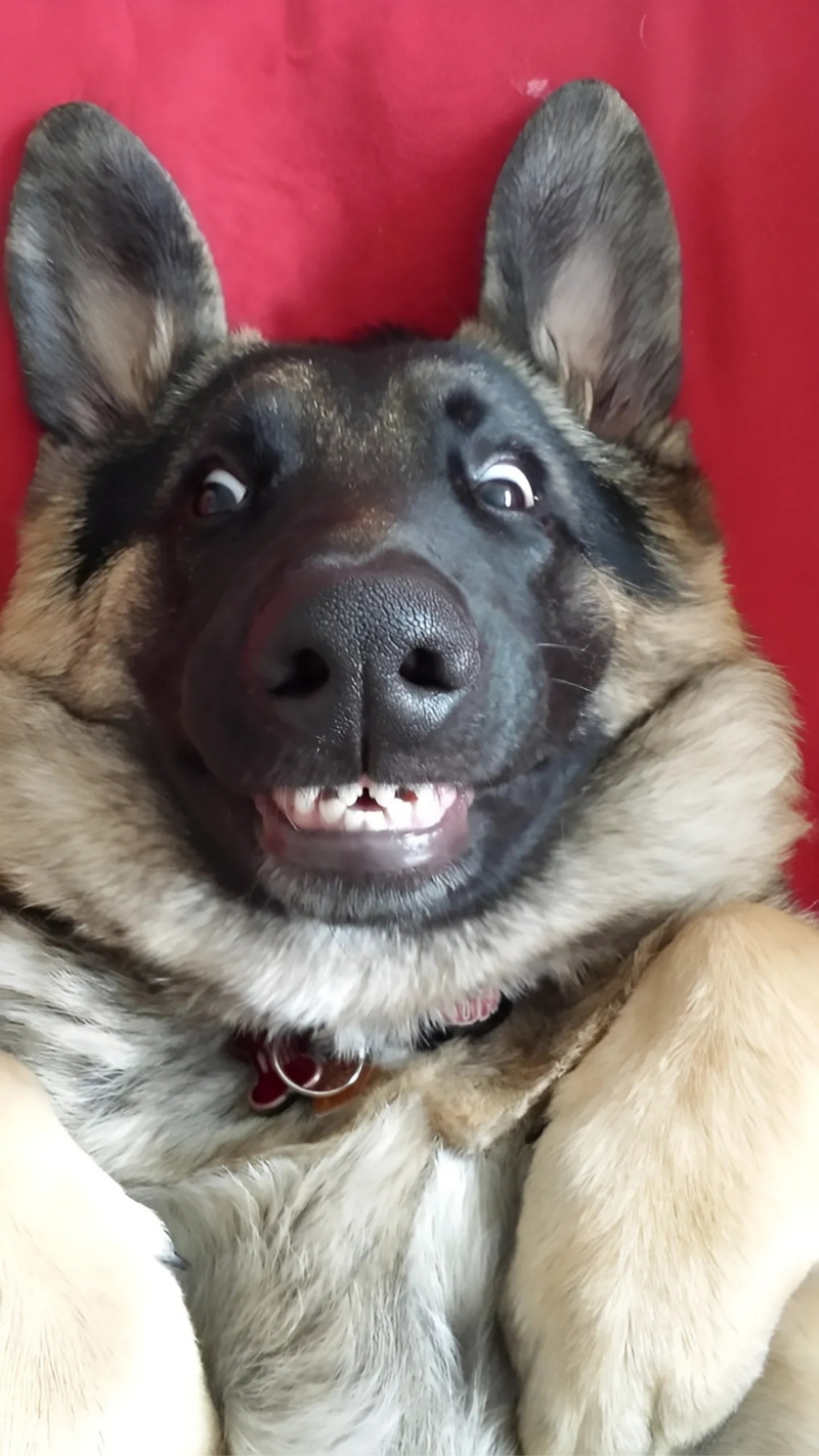 ảnh nền con chó vô tri gây cười