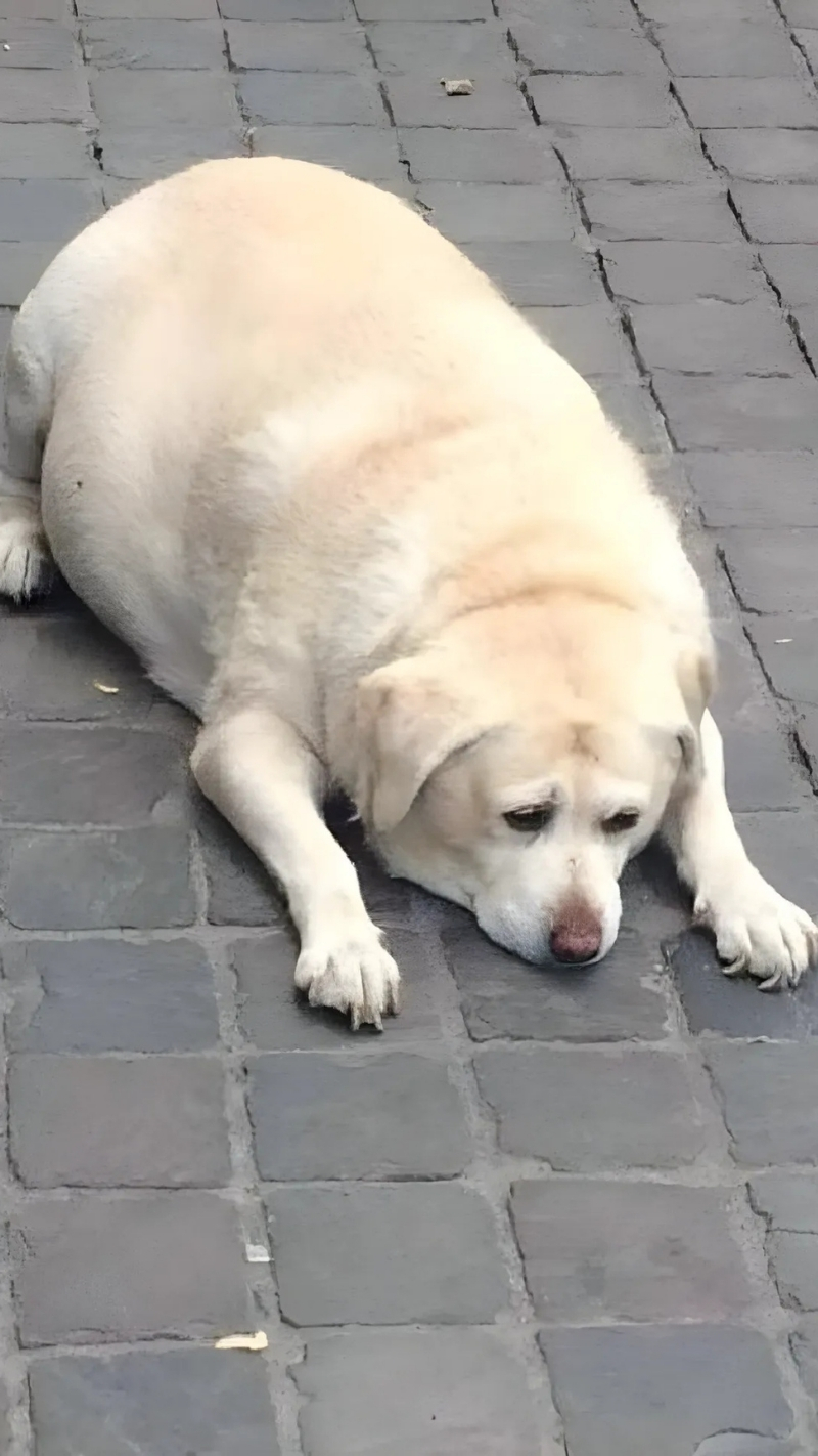 ảnh nền con chó vô tri lý kỳ