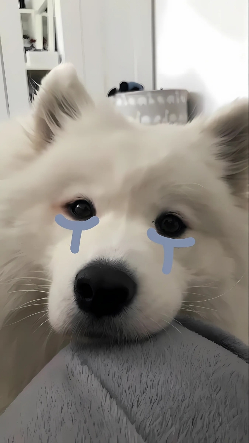 ảnh nền con chó vô tri nhất