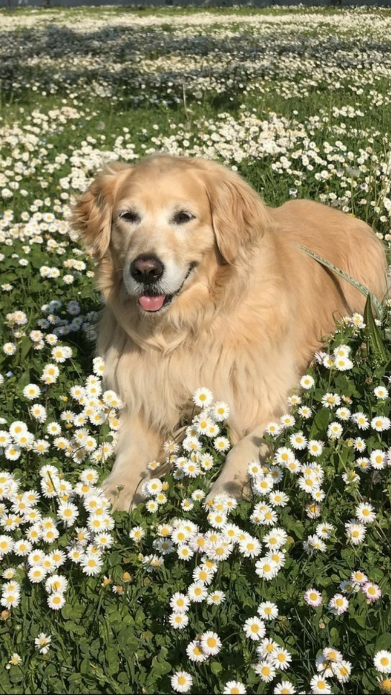 ảnh nền con chó dễ thương hài hước