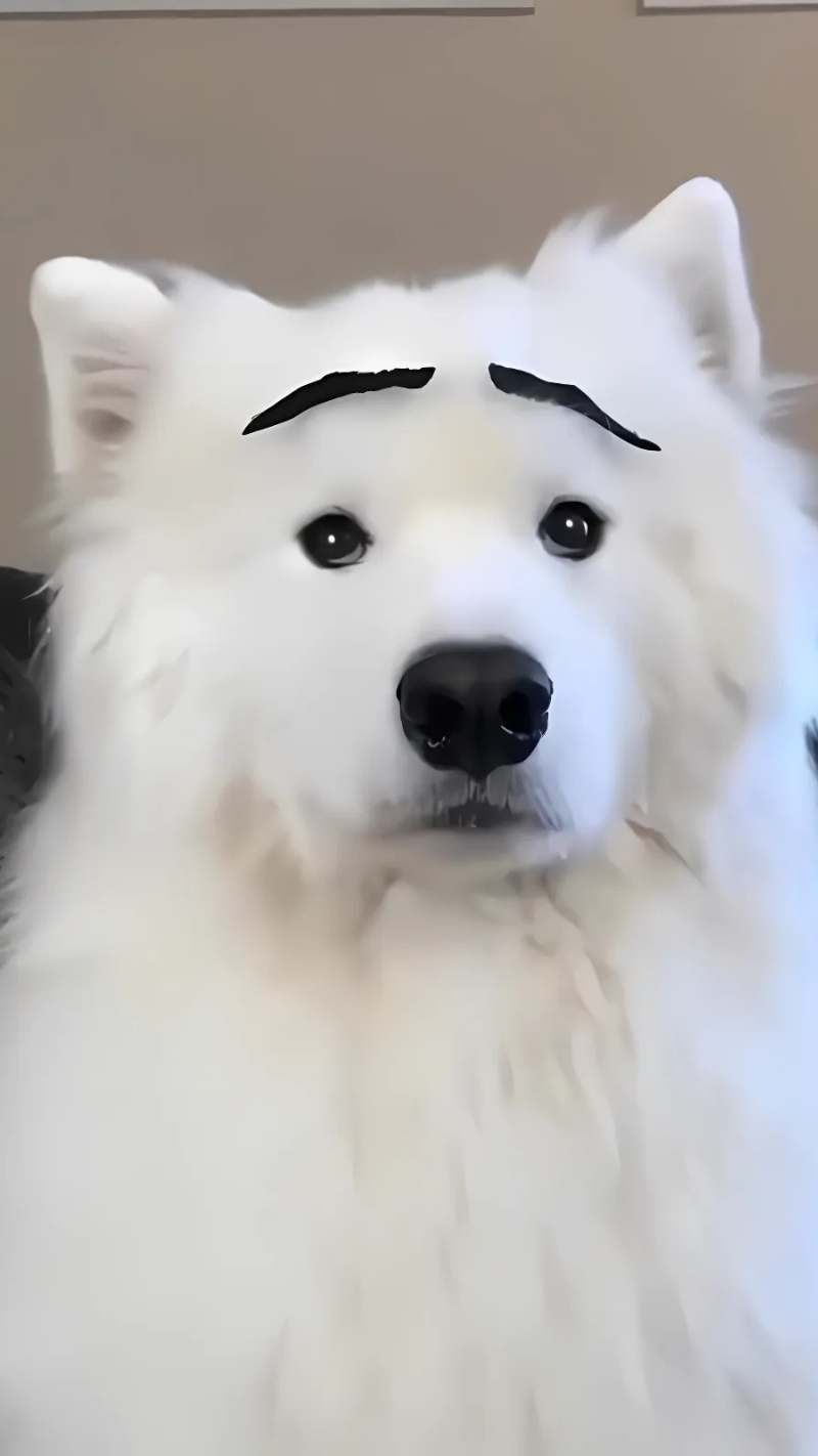 ảnh nền con chó vô tri cạn lời