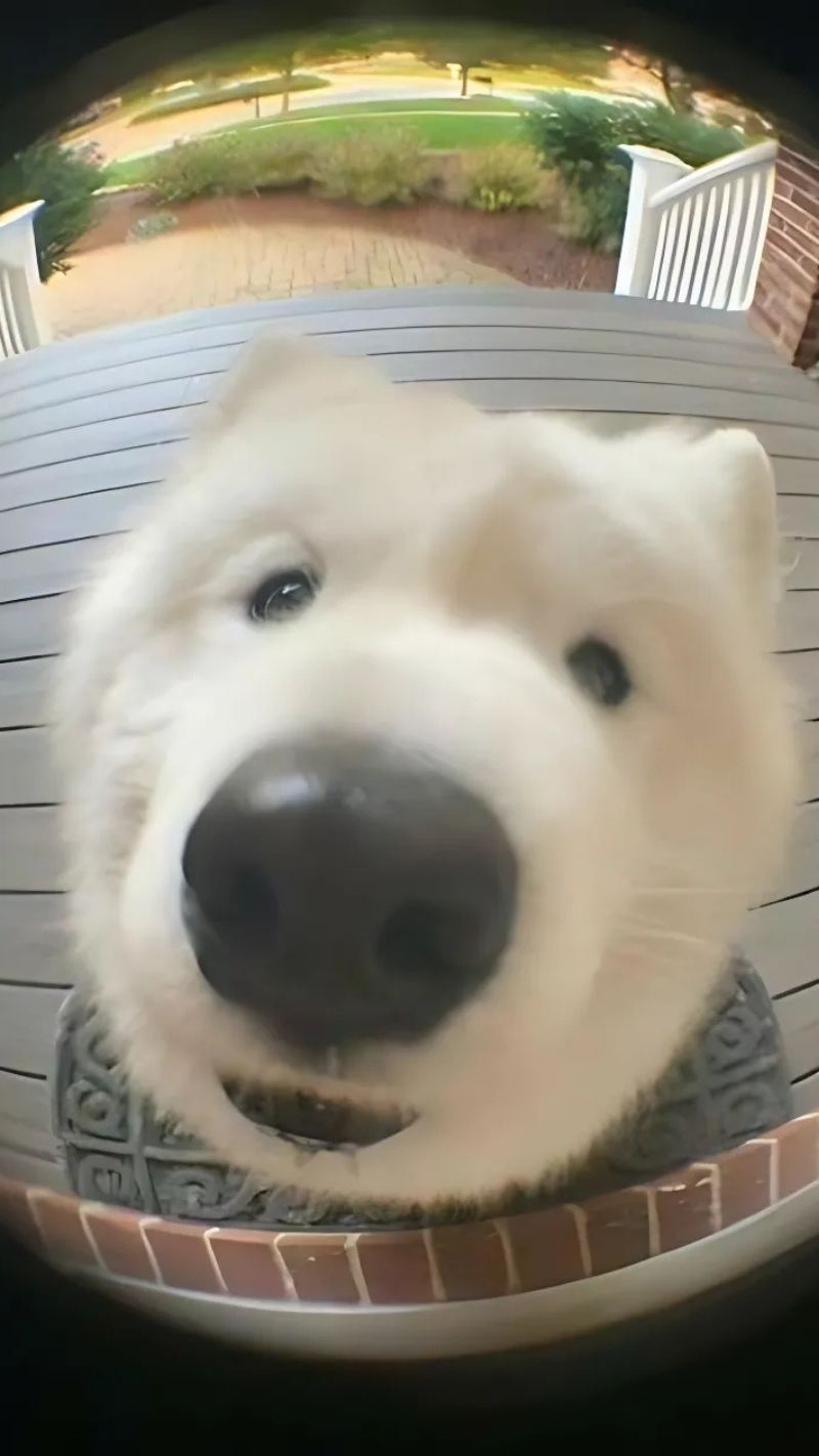 ảnh nền con chó vô tri bất ngờ