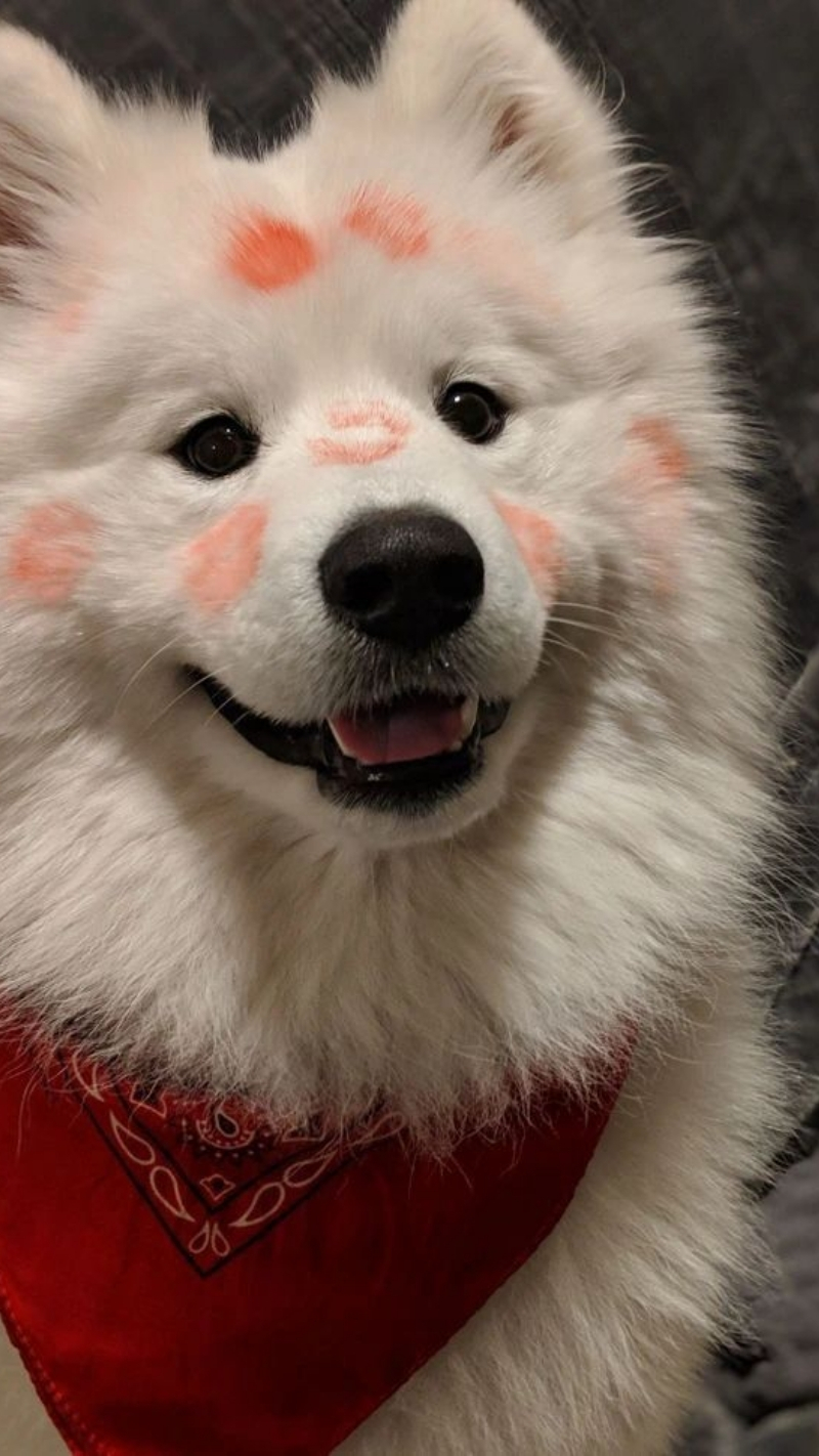 ảnh nền con chó vô tri cực chill