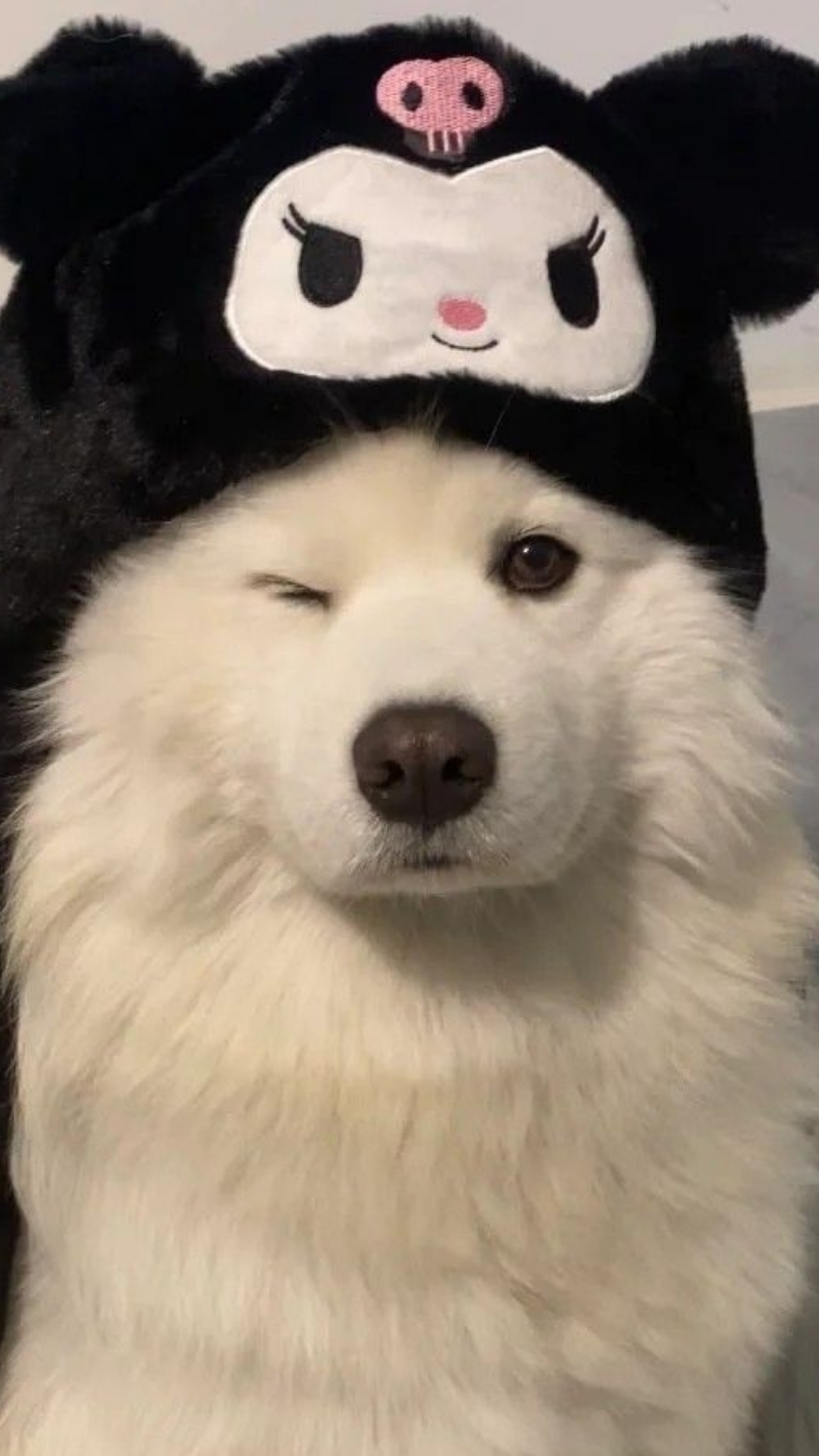 ảnh nền con chó vô tri một mình