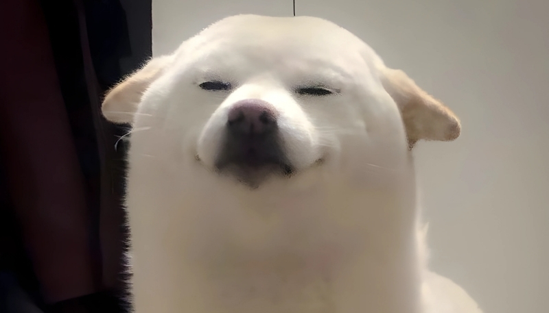 ảnh nền con chó đẹp lung linh