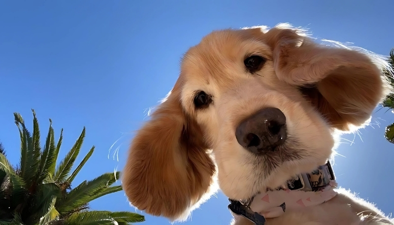 ảnh nền con chó đẹp sáng trọng