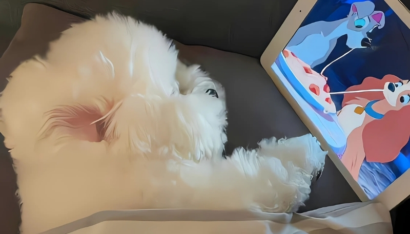 ảnh nền con chó đẹp cực đáng yêu