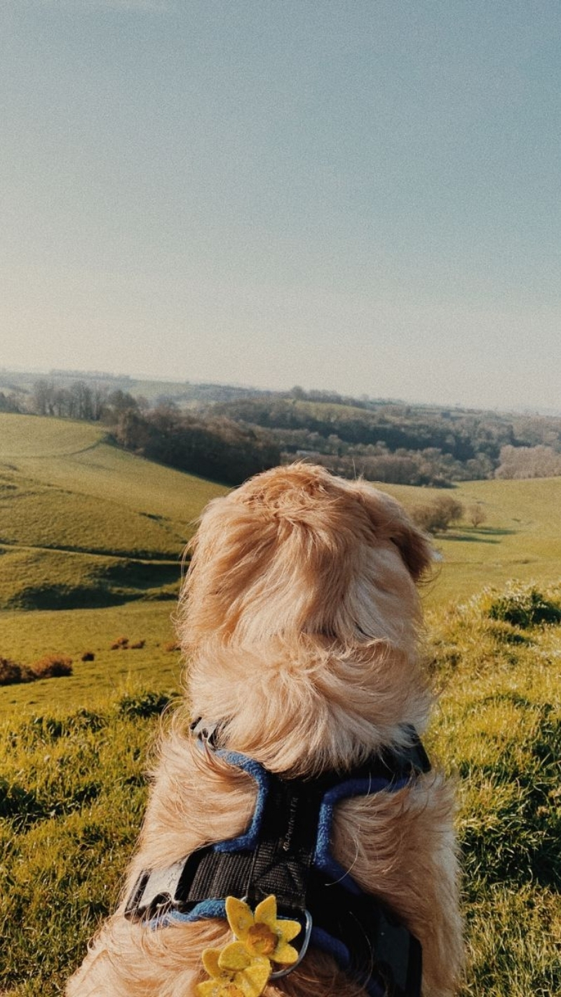 ảnh nền con chó dễ thương ngộ nghĩnh nhất