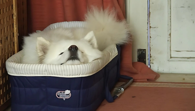 ảnh nền con chó đẹp ngoan xinh yêu