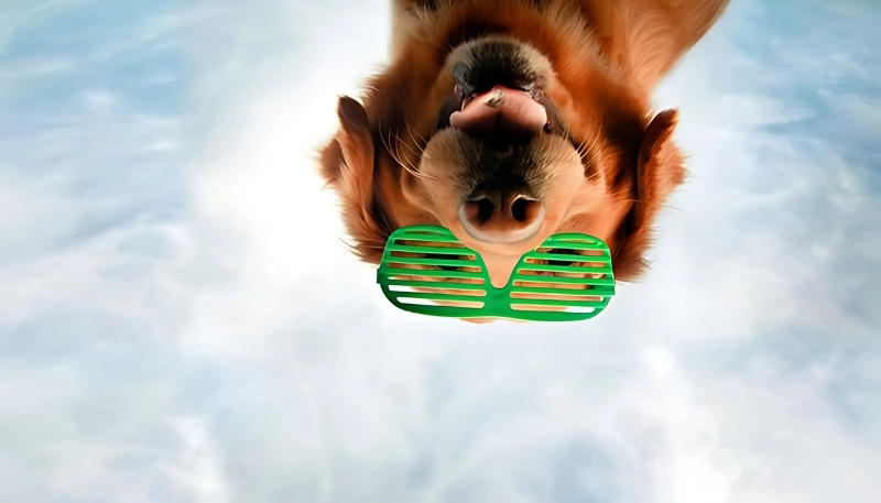 ảnh nền con chó đẹp chi tiết