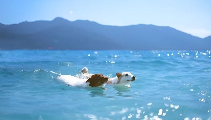 ảnh nền con chó đẹp phong cách nhất